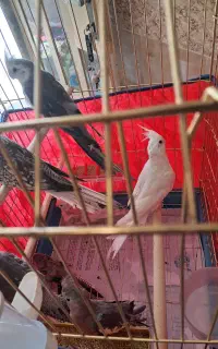 عروس هلندی