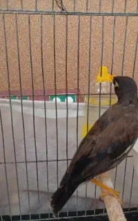 مرغ مینا نر افغان