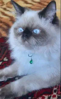 گربه خاص