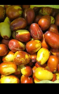عناب نوبرانه تازه رسید