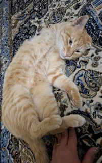 واگذاری بچه گربه