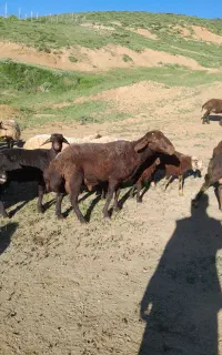 قوچ افشاری