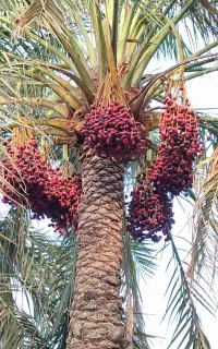 اجاره درخت خرما نرماشیر و بم