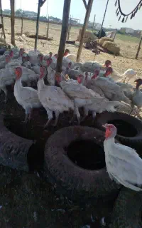 بوقلمون گوشتی گیلوی 400 معاوضه با متور دارم