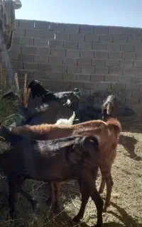 بز ابستن