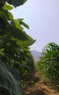 درختان گردو مثمر