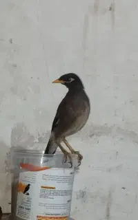 مینا