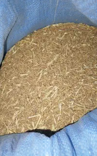 گندم
