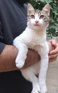واگذاری رایگان گربه