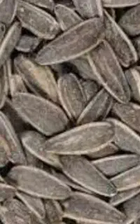 تخمه آفتابگردان