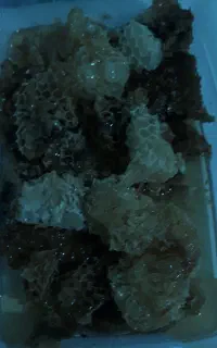 عسل ناب باطعمی بی نظیر