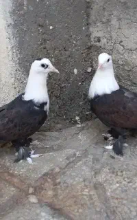 کبوتر کربلایی کله سفید