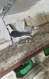 پرنده کبوتر