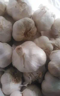 سیر فروشی