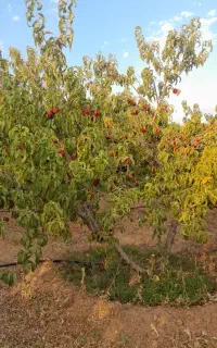 باغ هلو اجاره داده می‌شود