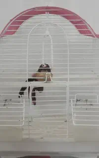 قفس پرنده