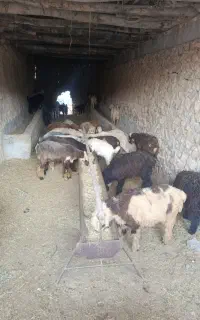 بزغاله بره بفروش میرسد