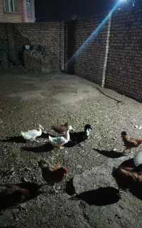 3 عدد اردک نر جوجه امسال