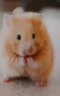 همستر۱۰۰