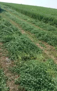 بذر یونجه نیک شهری
