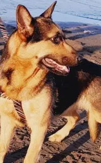 سگ ژرمن گمشده