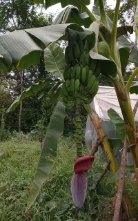 موز سردسیری مثمر و تعدادی گل فضای باز