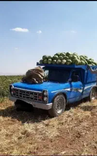 هندوانه