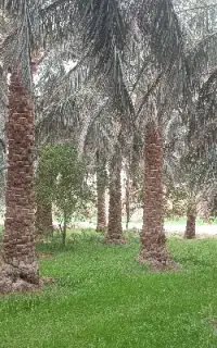 نیازمند 5 نفر خانم خرما ظرف کن