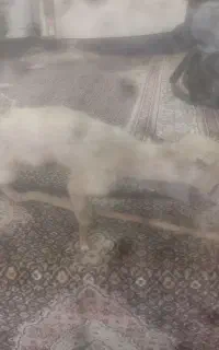 سمور سفید
