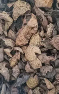 پوست سبز گردو خشک شده