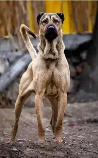 سگ گله