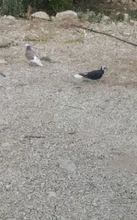کفتر
