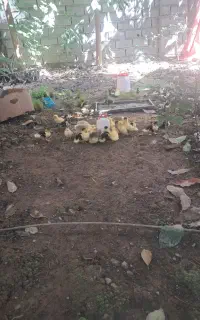 جوجه غاز ۸ روزه