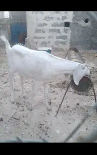 دوتا بزغاله چاق یک نر و یک ماده