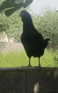 مرغ تخم گذار گلین