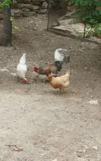 خروس فروشی