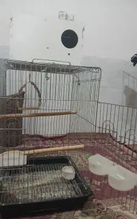 قفس پرنده