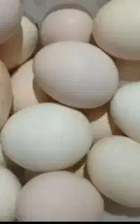 تخم مرغ