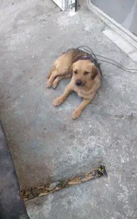 واگذاری سگ پاکوتاه نژاد دار