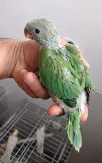 جوجه طوطی ملنگو پرورش سالن دونه ۷۵۰۰