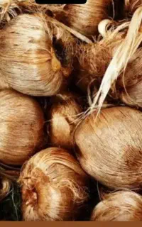 فروش پیاز زعفران
