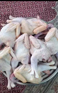 پرندگان