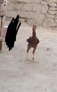 خروس