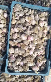 سیر تازه زابل