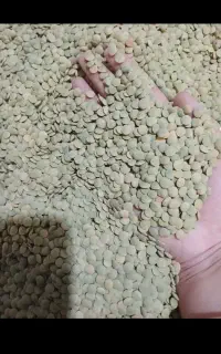 عدس لیزر شده  سورتینگ شده