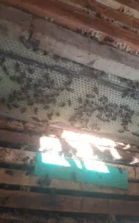 عسل طبیعی