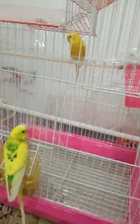 مرغ عشق