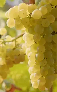 کار کشاورزی