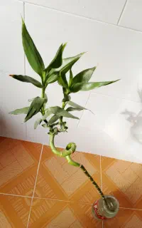 گل بامبو