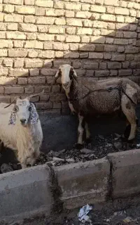 میش.    بز.     گوسفند
